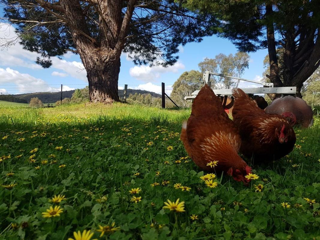 Colby Cottages, Wooragee Near Beechworth Dış mekan fotoğraf